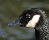 Canada Goose 9P51D-137